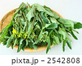 かき菜