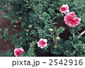 61731