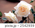 61751