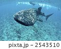 モルディブでジンベエザメと泳ぐ