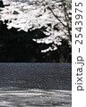 路面に散る花びら
