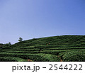 武夷山のウーロン茶畑