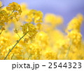 一面の菜の花