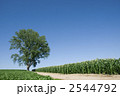 北海道　美瑛　哲学の木　小道　夏