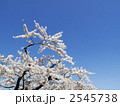 大輪の桜