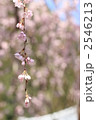 優しく咲いて枝垂桜