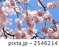 青空に咲く枝垂桜