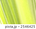 葉脈