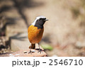 庭先のジョウビタキ･オス