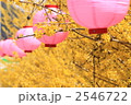 お祭りに彩りを添えるレンギョウの花