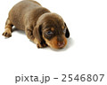 2546807