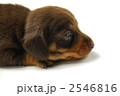 2546816