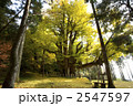 紅葉する大銀杏