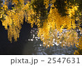 アカシアの花と輝く水面