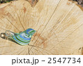 鳥のメッセージ