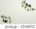 ユキヤナギ