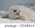2548814