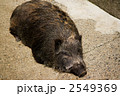 いのしし