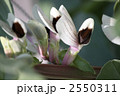 空豆の花咲いた