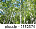 新緑の白樺林