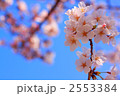 青空とソメイヨシノ
