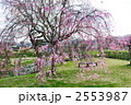 枝垂桜(1)
