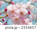 平安しだれ