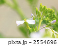 大根の花