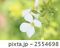 大根の花