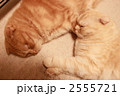 寄り添って寝る猫たち