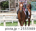 乗馬