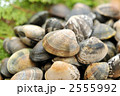 国産、静岡県浜名湖産の大粒アサリ。