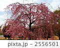 枝垂れ桜