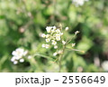 ナズナの花