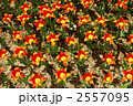 2557095