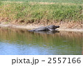 フロリダのゴルフ場の池にいるワニ