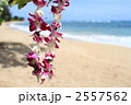 ハワイの砂浜とレイ