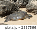 2557566