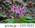 カタクリの花