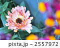2557972