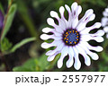 2557977