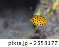 ミナミハコフグ