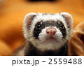 2559488