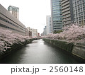 大崎駅近くの目黒川の桜