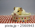 モルモット　テディー