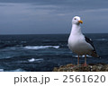 2561620