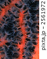 2561972