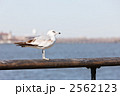 かもめ