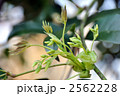 ムベの新芽