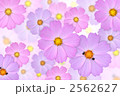 コスモス